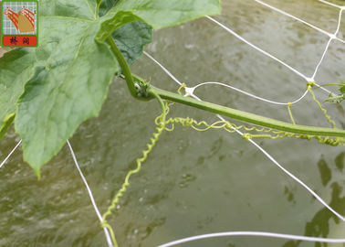 PP lưới nông nghiệp cho hỗ trợ thực vật, màu trắng BOP nhựa lưới lưới
